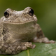 Image for article titled Researchers Discover Female Frogs Prefer Mate Who Knows Way Around The Cloaca